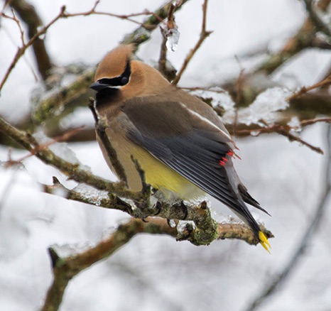 Cedar Waxwing